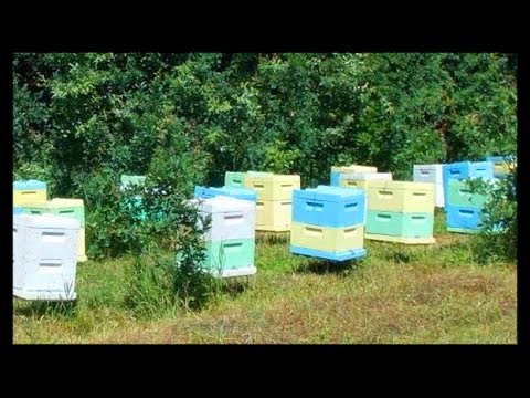 Как сделать улей из полиуретана Как сделать улей из полиуретана