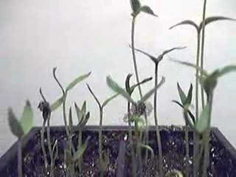 Pepper plant time lapse
