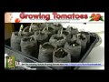 Greenhouse Tomatoes Growing (Big Mama Tomato Seeds)