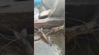 Omg Chingri Fish Catching Ll Village Fishing Video Ll