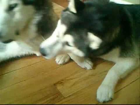 Dogbreath Busts A Move (Siberian Husky Smackdown)