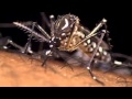 Aedes Aegypti: the dengue mosquito in action
