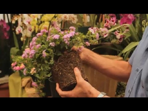 Watch Lantana Online Mic