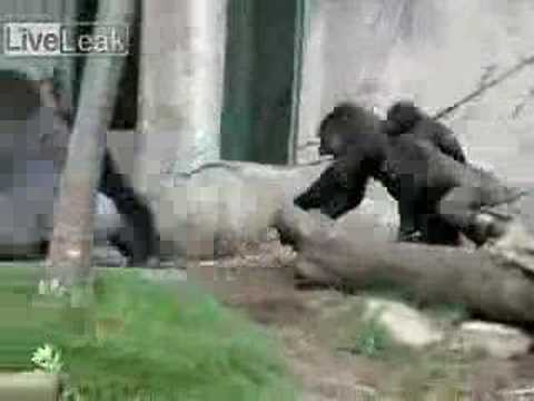 Gorillas Attack