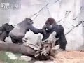 Female Gorillas attack