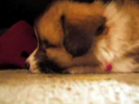 A Boy And His Dog Video