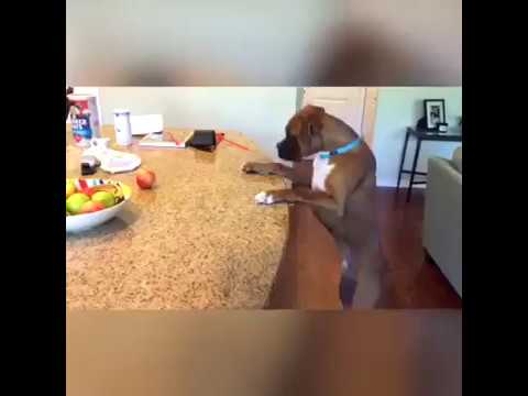 Funny dogs love you
