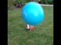 Funny dogs love you