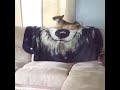 Funny dogs love you