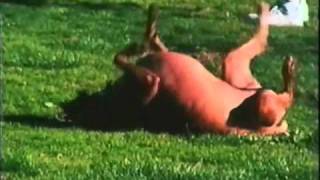 Watch Jane Siberry Everything Reminds Me Of My Dog video