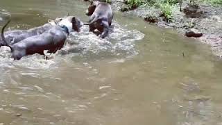 American Bully pack taking a swim