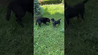 Jagdterrier Vs