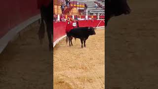 #Highlights Viti Tauro 🚩🐂 Laguna De Duero #Shorts