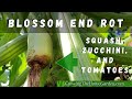 Blossom End Rot on Squash, Zucchini and Tomatoes in the Home Garden