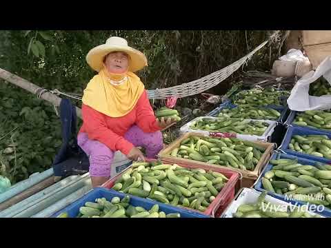 ปลูกแตงกวา หน้าแล้ง เก็บแตงกวา 10 วันได้เงินเท่าไหร่ ? amazing thailand