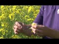 canola