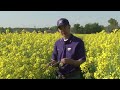 canola