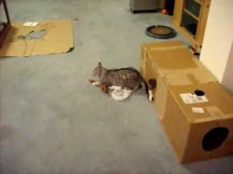 How To Make A Cat Come Out Of Hiding How To Make A Cat Come Out Of Hiding
