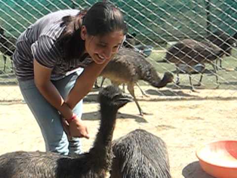 emu bird farm