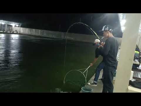 Yogi Master Galatama Patin Strike Terus #mancing