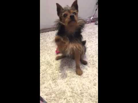 yorkie doing tricks yorkie puppy tiny doing tricks yorkie doing tricks yorkie puppy tiny doing tricks