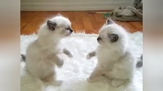 OMG what's up with these PETS? - Super HILARIOUS ANIMAL videos
