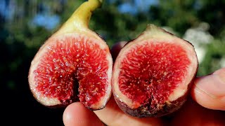 Negra d'Agde Fig - Awesome Flavor