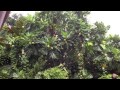 Tham quan vườn trái cây miền Tây Nam Bộ