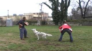 White Shepherd- Bitework