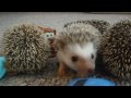 Little creatures: baby hedgehogs joining the world