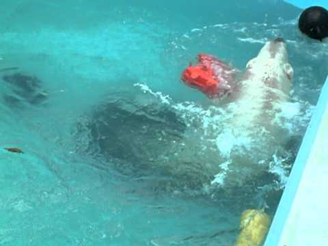 浮きとタイヤを使ってプールで遊ぶイコロ　おびひろ動物園　2011．6．20