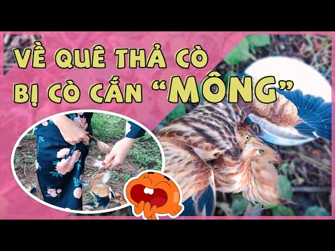 Thủy Tiên về quê thả chim bị cò ma cắn mông (LIFESTYLE)