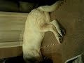 Anime44 動画24a