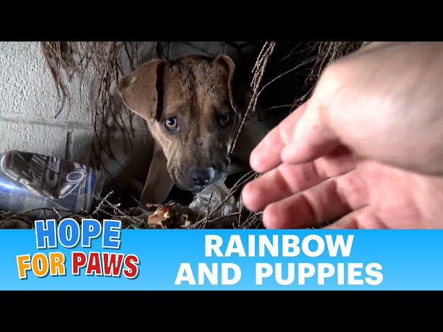 Homeless Pit Bull Gives Birth During Massive Rainstorm - Video