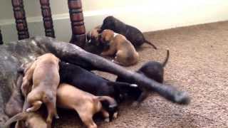 Cane Corso X Pitbull Puppies 16 Days Old