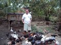 Asil (chicken)