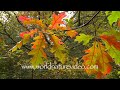 Big leaves close up, Nature Video Stock Footage
