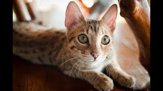 Веселые Кошки-Саванны | Подборка Видео Приколов Про Самых Дорогих В Мире Котиков