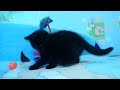 Видео Черный плюшевый котик