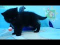 Video Черный плюшевый котик