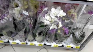 Орхидея в горшке в ашане Орхидея в горшке в ашане