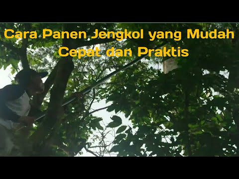 Cara Panen Jengkol yang Mudah Cepat dan Praktis