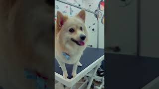 Spitz Transfurmation