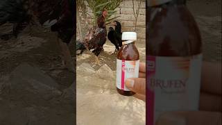 Aseel Murga Ke Bukhar Ka Ilaj Chick Ke Bukhar Ka Ilaj Ki Bimari Ka Ilaj Ka Ilaj