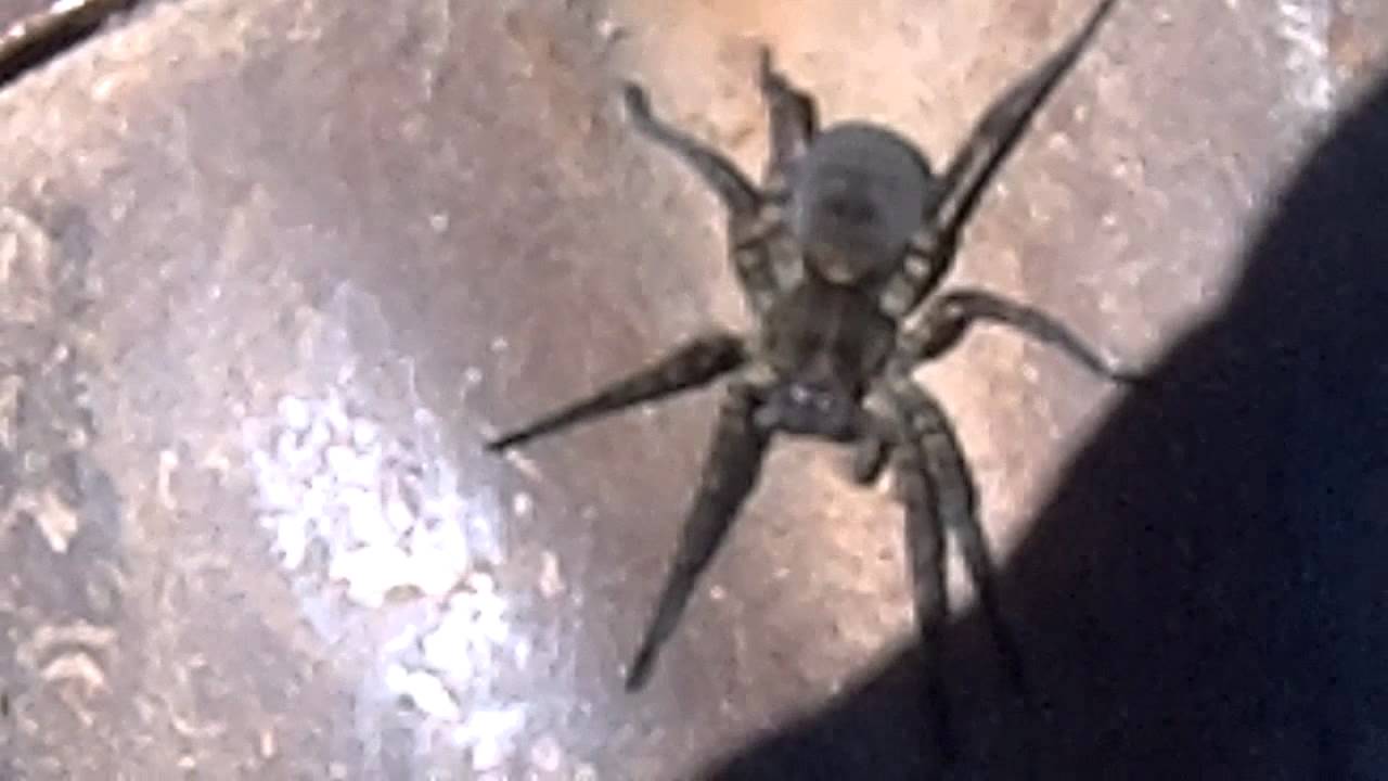 Gardensafari Garden Spiders (with lots of pictures) Gardensafari Garden Spiders (with lots of pictures)