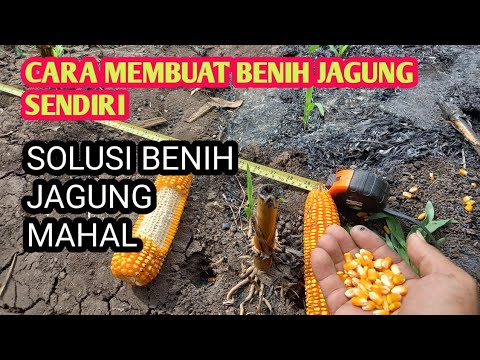 cara membuat benih jagung unggul sendiri ternyata mudah  dan murah