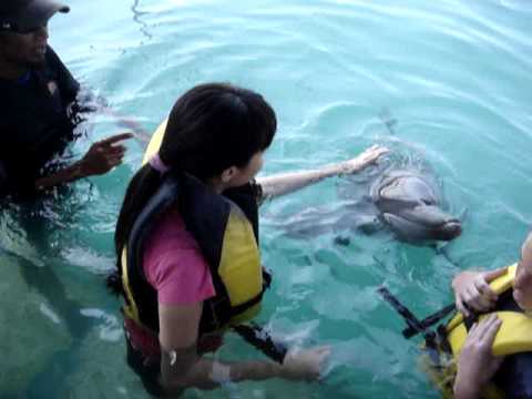 Bali Dolphin Tour