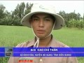 T06 Ps BONSAI 10WP GIAI PHAP GIUP LUA CUNG CAY