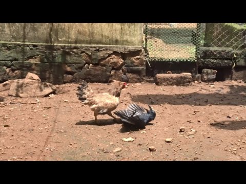 Brave Hen's Mother protect and save her baby Chicks from Crow -- Finally This Problem Solved ||
