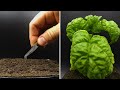 Growing Basil Time Lapse